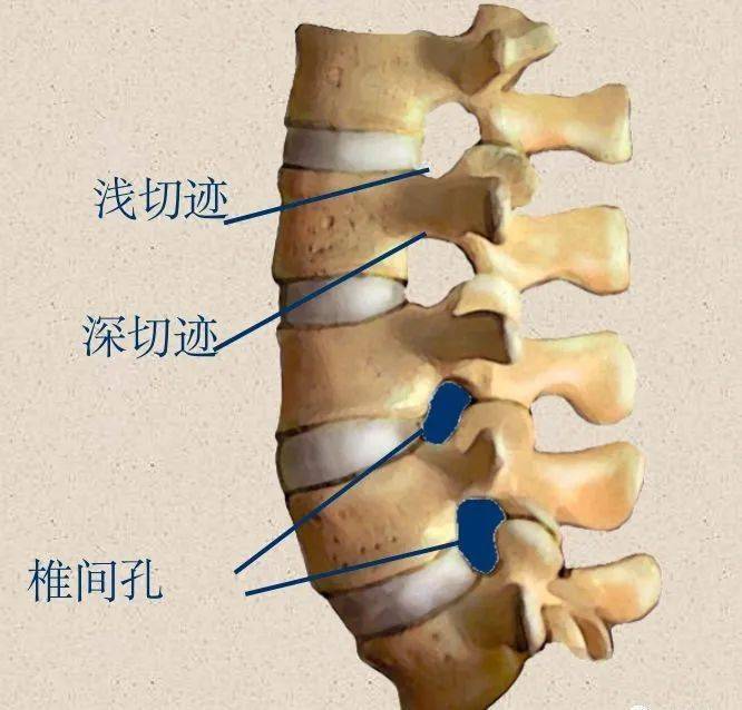 脊柱超詳細解剖高清圖文版