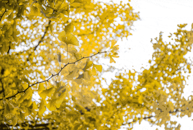 640_433gif 动态图 动图