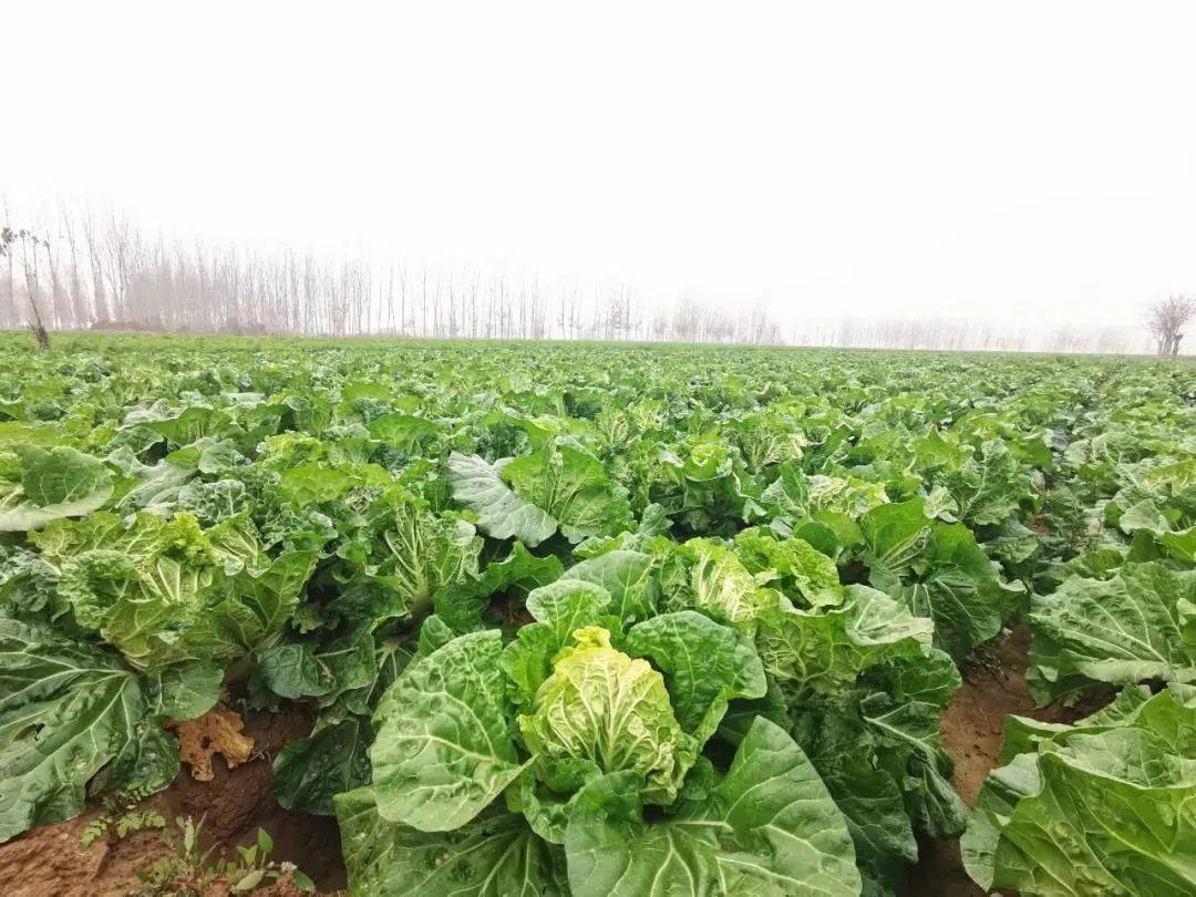 开封祥符区:大白菜 小康忙