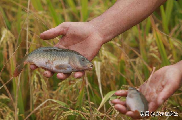 此魚養在稻田裡是鯉魚的變種最大難超半斤價格是鯉魚10倍