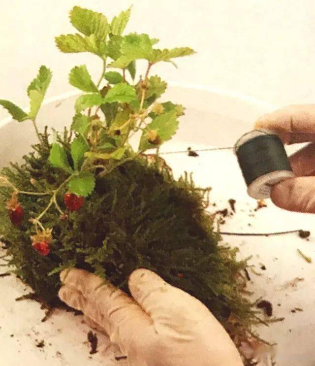 苔藓造型只能做成球状错错错看台长如何作出千姿百态苔藓盆景