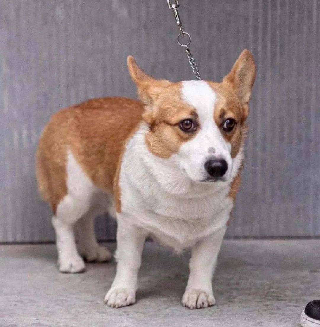 茂名北路走失一只柯基,希望好心人提供线索!