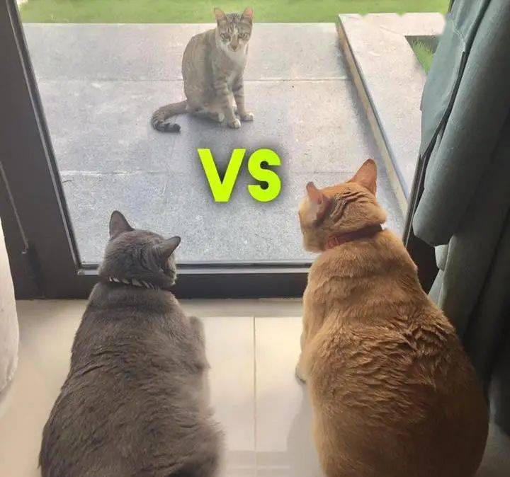 猫咪三角恋好兄弟抢走我的母猫