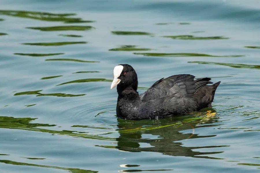全身乌黑,头顶一道白色羽毛,像鸭子却又不是鸭子的水禽,他们常在芦苇