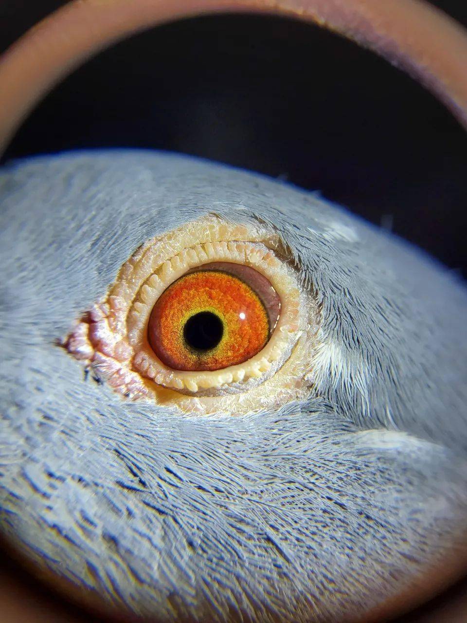 后代赢奖金超过1千万的林波尔超级种鸽!