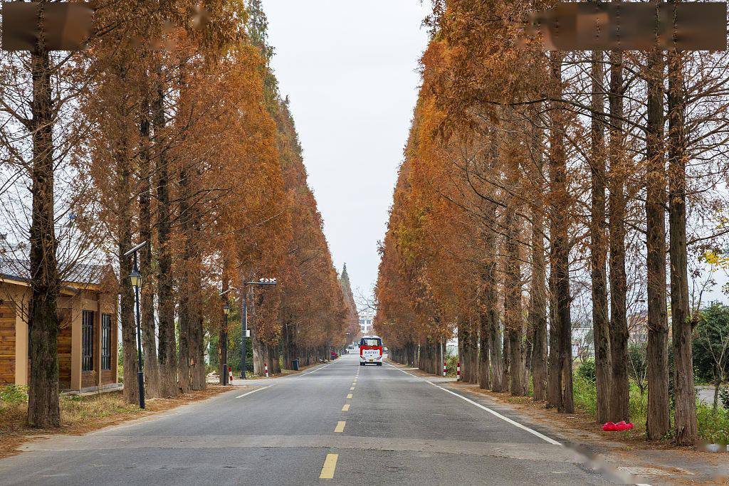 浙江仙居:水杉红艳农村路_行道树