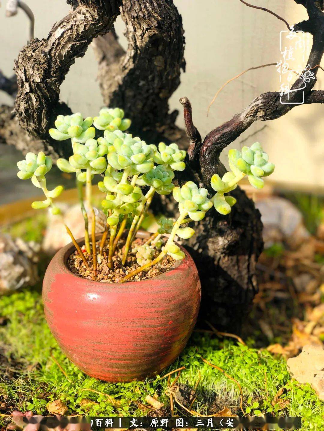 多肉老友记遇见你养肉的路上不孤单