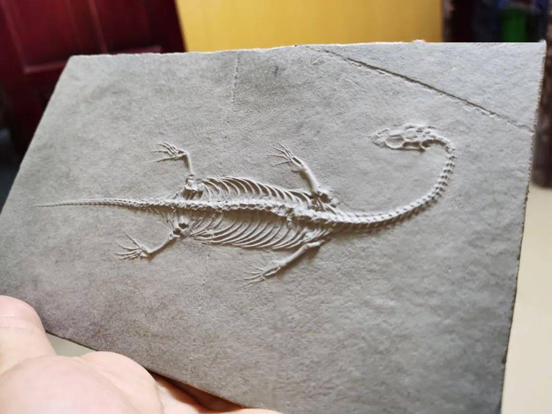 生命的见证—化石标本collection of fossils除了化石修复,老师还给