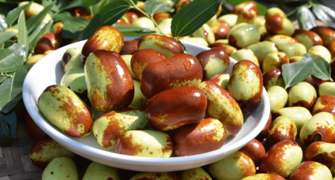 贵妃枣成致富果,民宿分布枣林间 四川德阳一个山村的逆袭