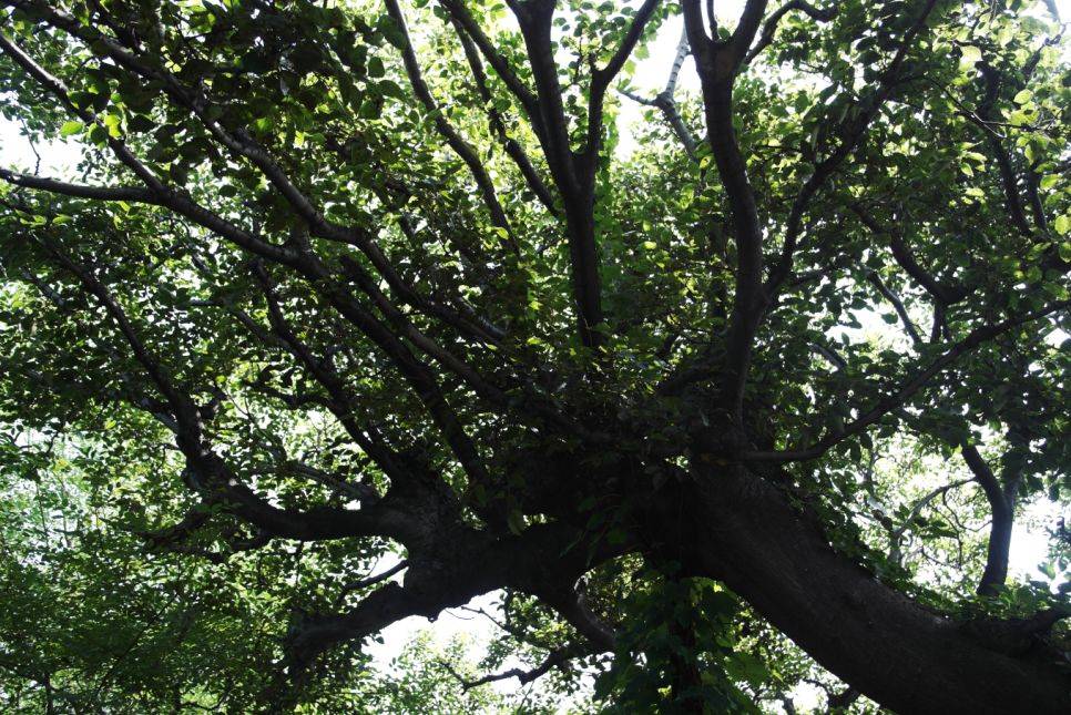两株百年小叶朴守护海岛悠悠岁月