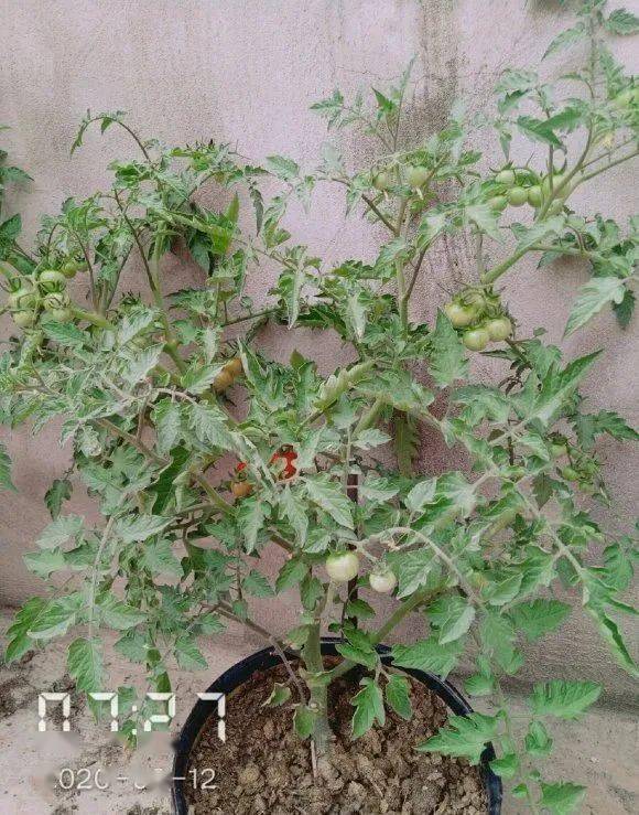 菠萝玉米棒子插水里7天冒出小森林这些种子千万别再扔了