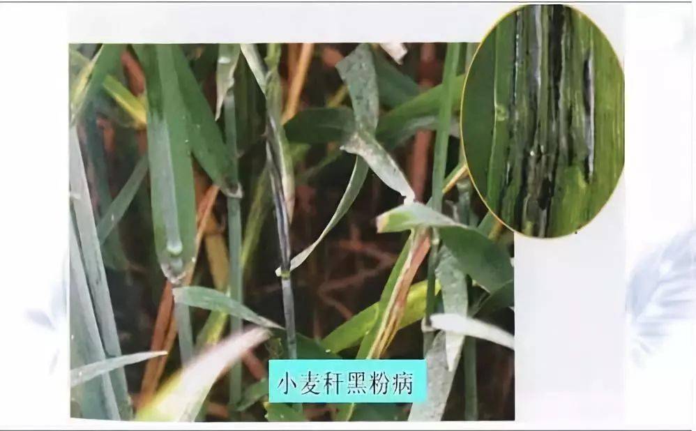 (2)小麦腥黑穗病主要在穗部表现症状.