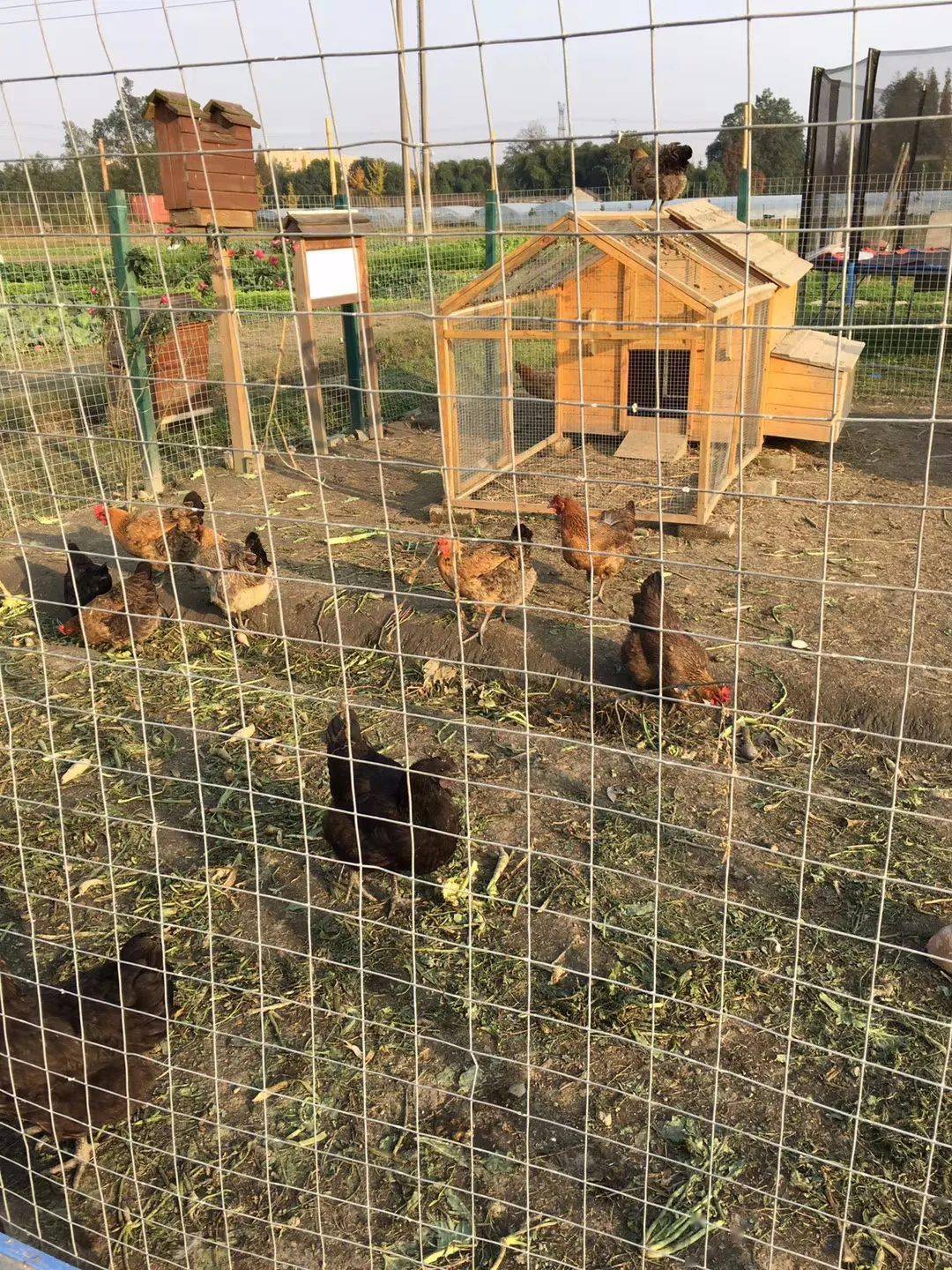 在诺爱即使是养鸡也可以玩出新时尚