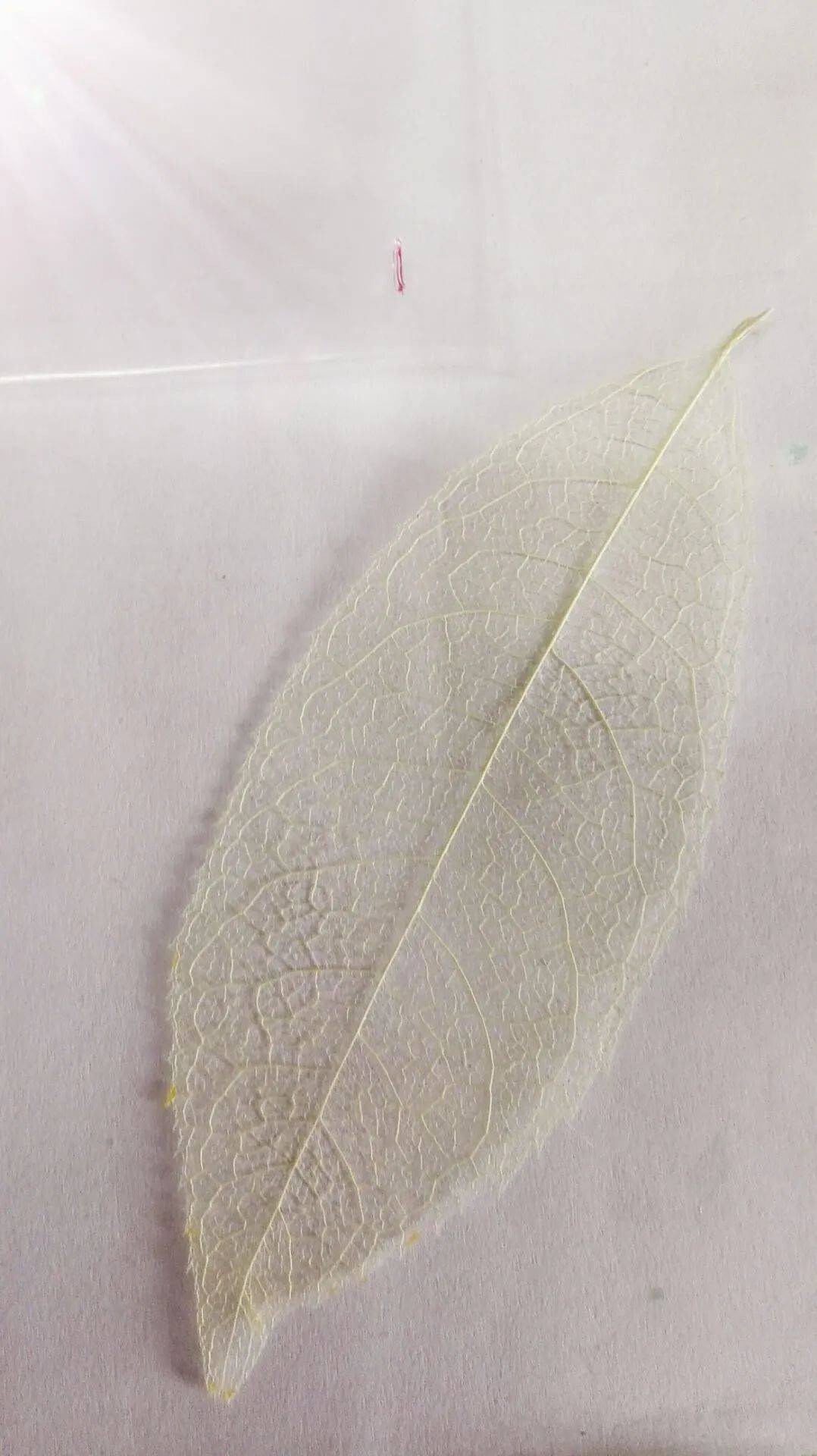 书间叶纹叶脉书签制作活动