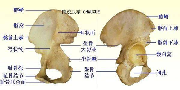 髂结节的位置图解图片