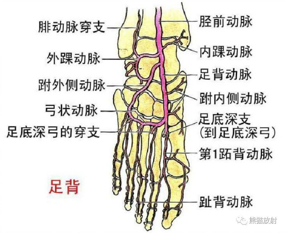 膝下外侧动脉,旋腓骨动脉,胫前返动脉,骨间膜↑ 后面观精彩系统解剖图