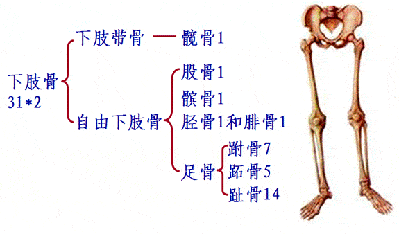 四肢骨的骨性标志图片