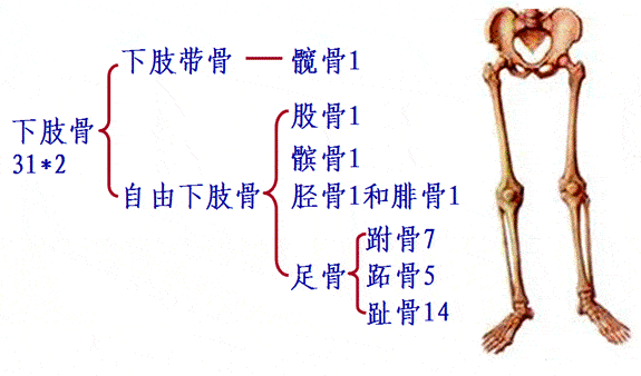 解剖学基础四肢骨及其连结