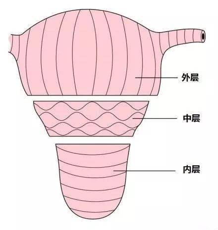 4,子宫肌层平滑肌纤维走向3,女性生殖系统在体表的投影2,母爱1,妊娠