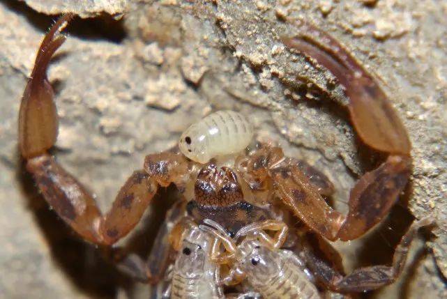 小蝎子不能爬到背上,会被母蝎吃掉,是真的吗?