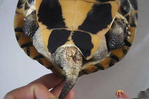 (3)无食欲(2)粪便不成形(1)排泄孔溃烂