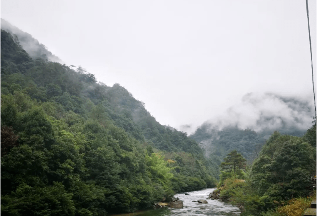 桐木关核心山场中的馥郁幽香,红茶中的经典