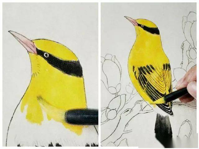 工笔鸟眼睛的画法步骤图片