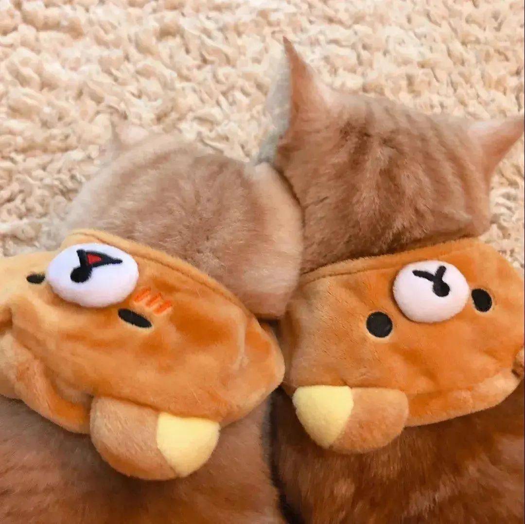 猫咪情头沙梨和佳佳头像