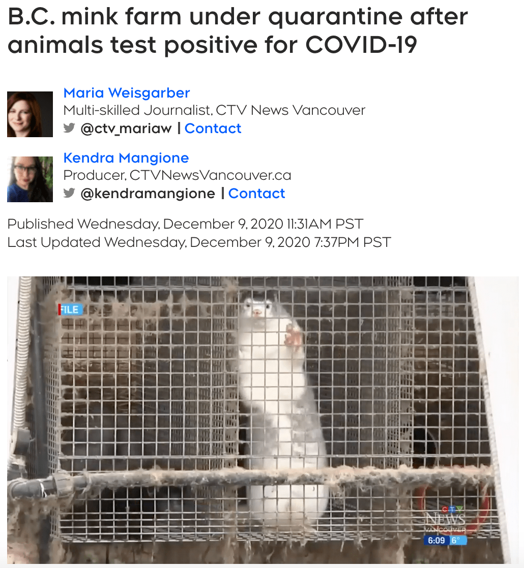 bc预计明年三月40万人接种疫苗农场8名员工感染水貂新冠检测也呈阳性