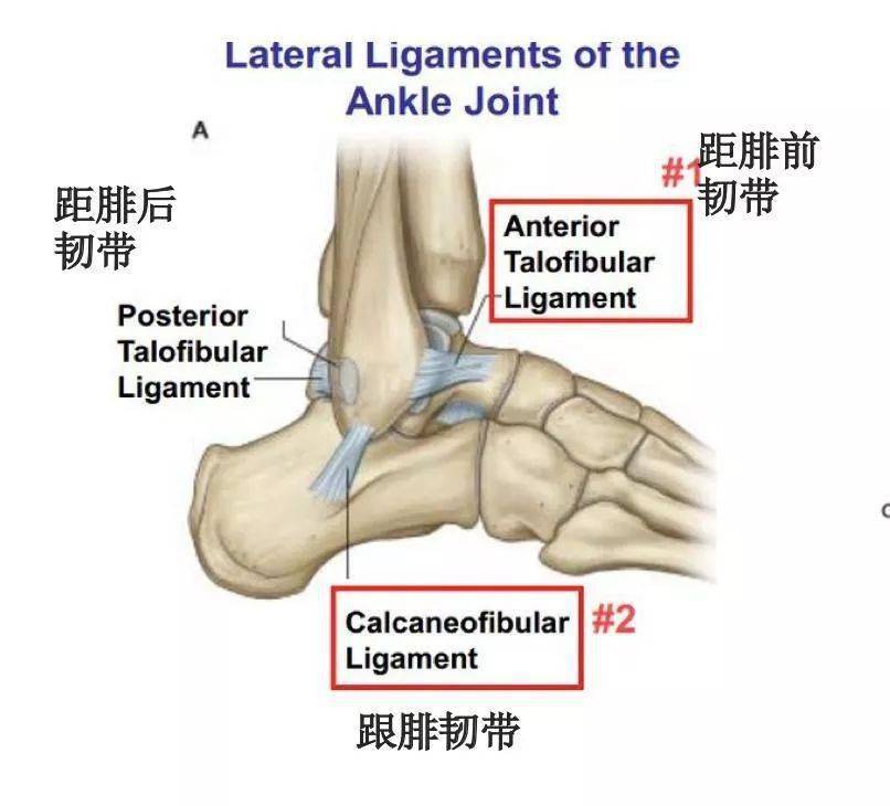 全球顶级运动医学杂志:急性外侧踝关节扭伤最新指南解读!_韧带