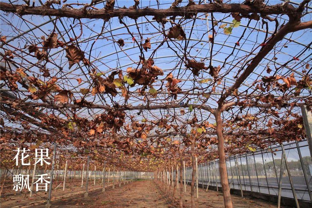 当葡萄园遇见园艺师那模样简直美爆了