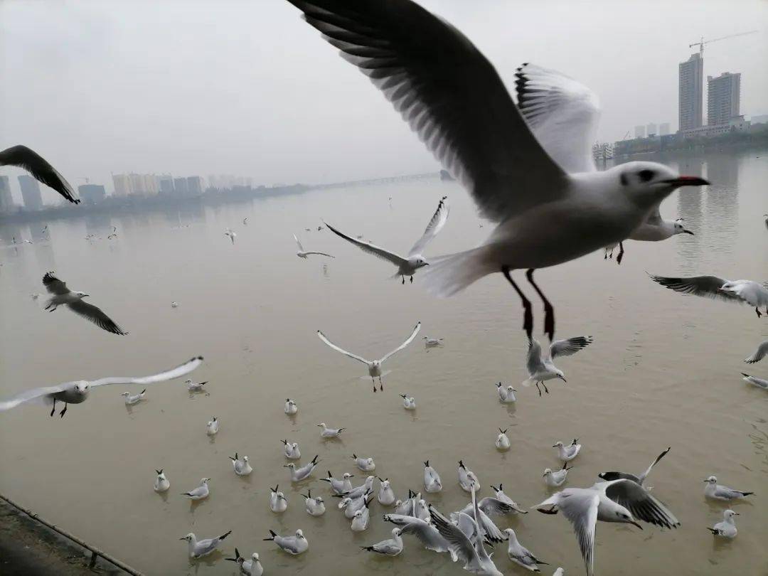 秦雪梅汉水悠悠越冬的红嘴鸥缘何独爱汉中