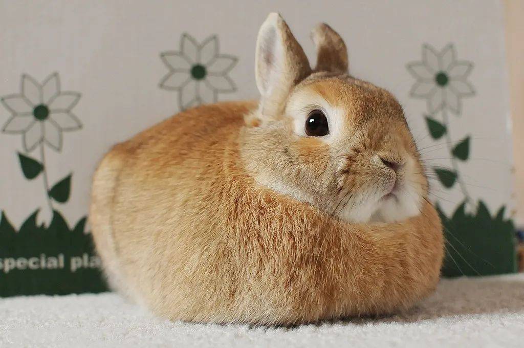 冬天温度每降1℃,就有一只猫失去jiojio!