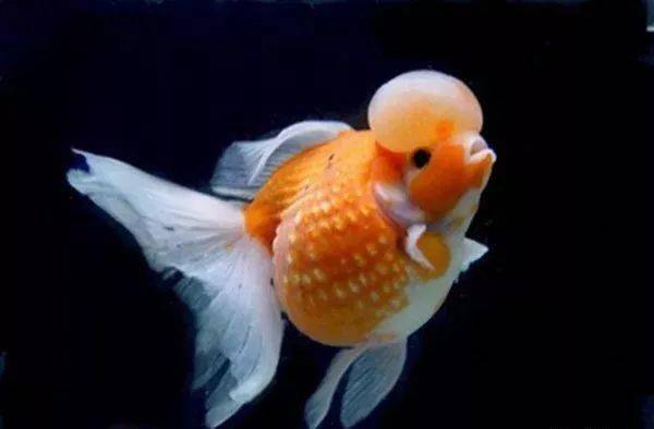 草金不仅长得漂亮适应性也是非常强的