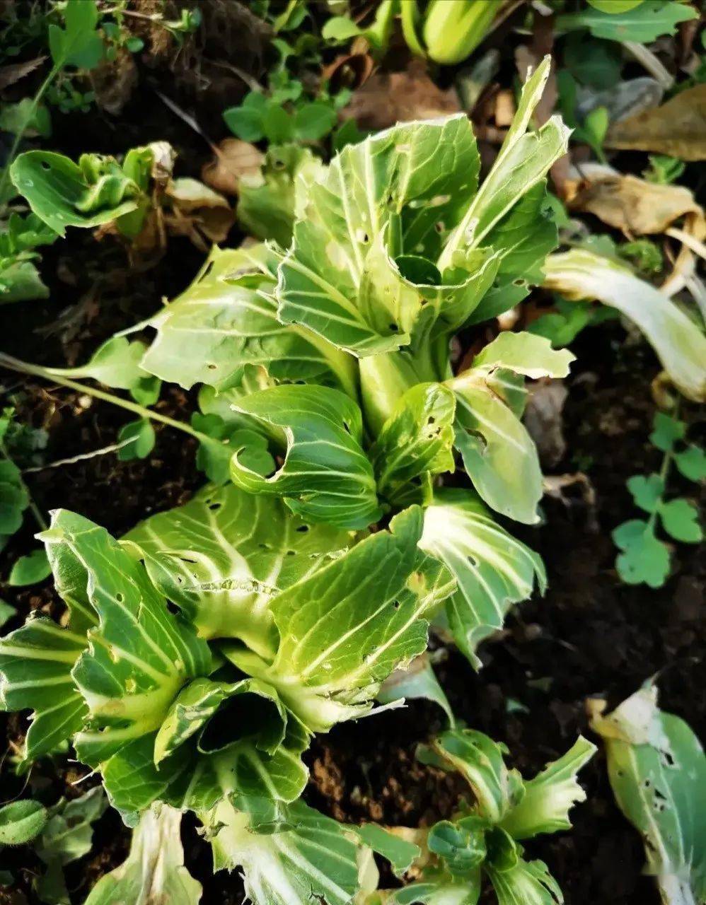 云萍| 上海青_青菜