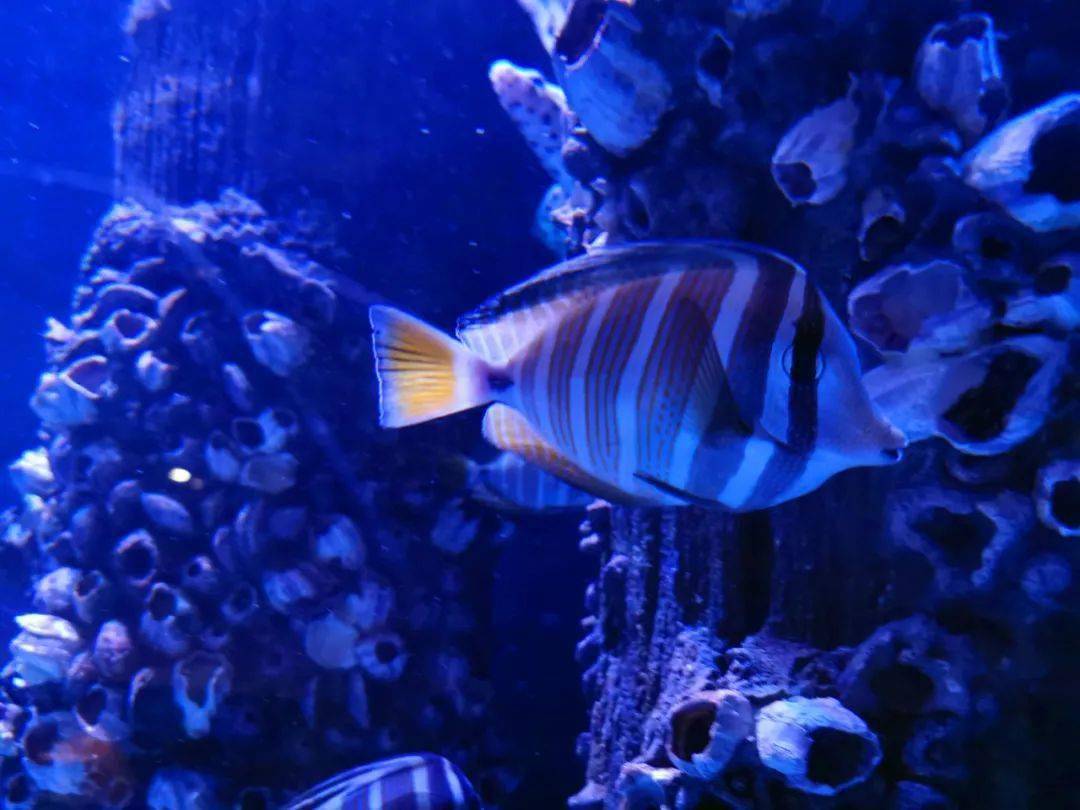 大帆倒吊绝对是浩海立方最具文艺范儿的鱼