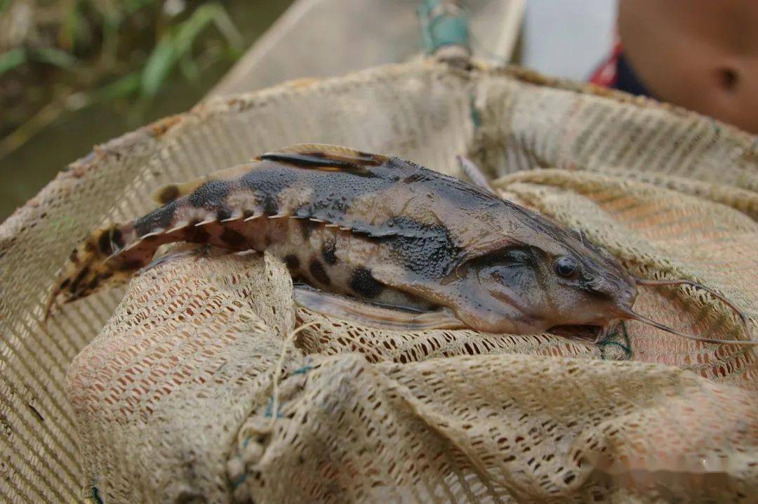 該流域常見的leporinus arimaspi一條幼年的巨暴(hydrolycus armatus)