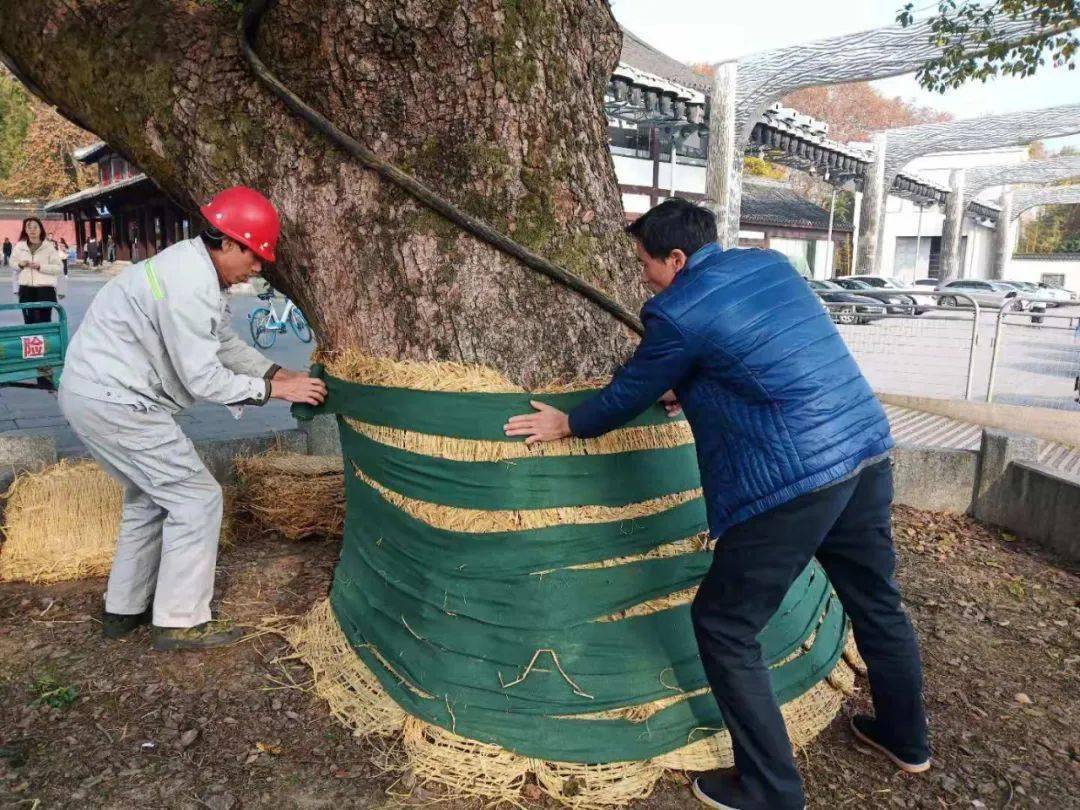 迎亚运建设美丽杭州丨岳庙为辖区树木展开防寒护理