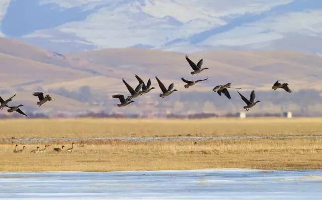 吕燕卫鸿雁天空上对对排成行江水长秋草黄草原上琴声忧伤鸿雁向南方