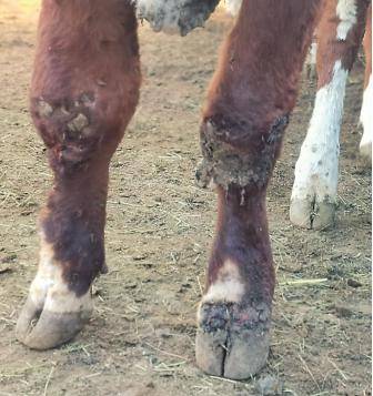 多省区进口牛染疫病毒究竟来自哪里