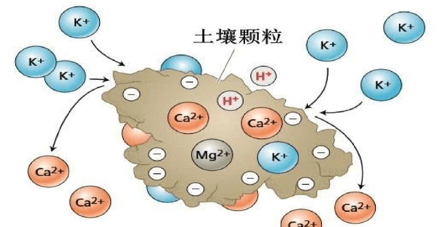 广义上来说我们讲的土壤是由岩石风化而成的矿物质,动植物,微生物残体