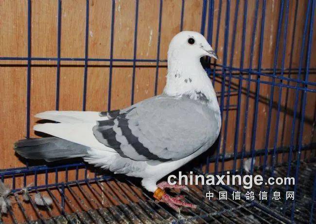 高起点引种打高端棚专访成都超越者鸽苑