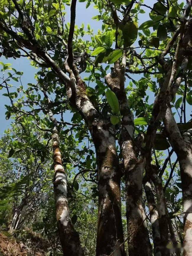 要喝正宗冰岛古树普洱茶就到普洱茶源头勐库镇