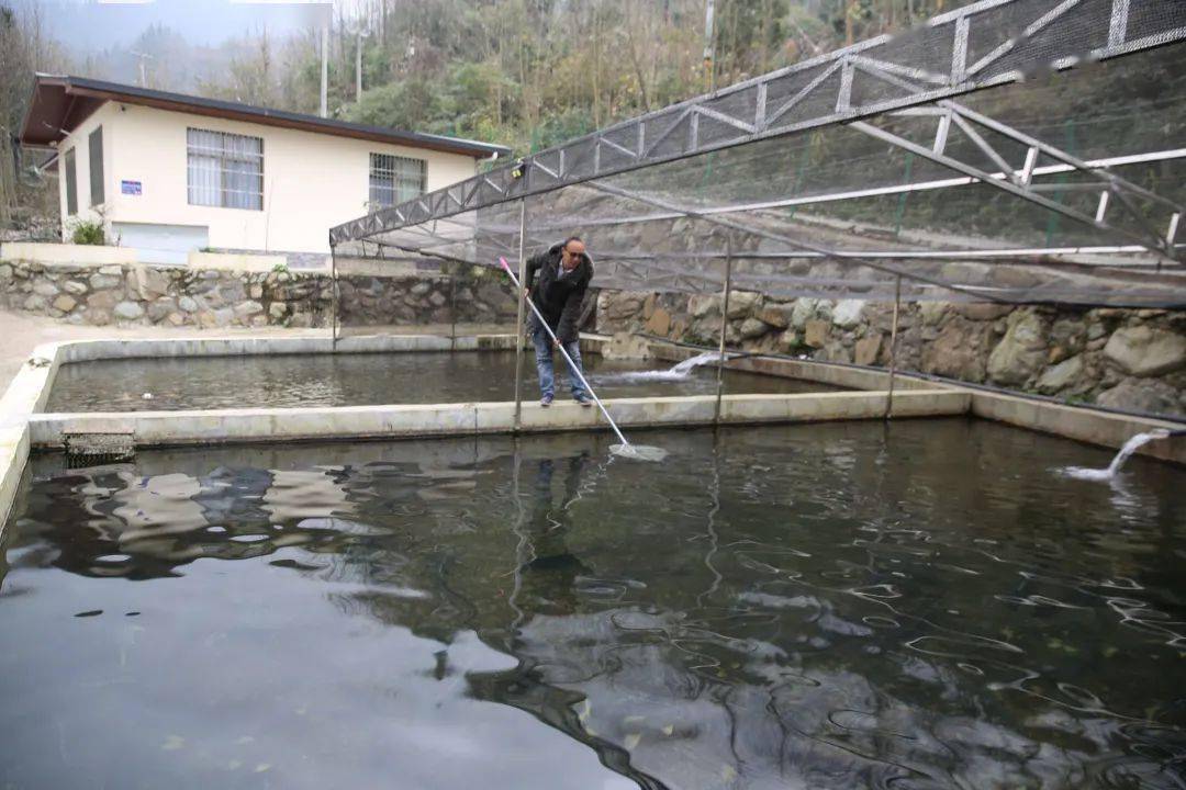 鱼跃农门丨全州首家冷水鱼资源原种场在汶川正式投产