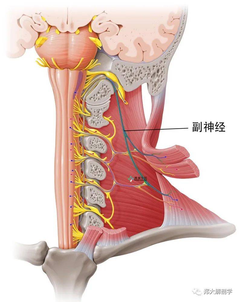 臂丛神经的位置图图片