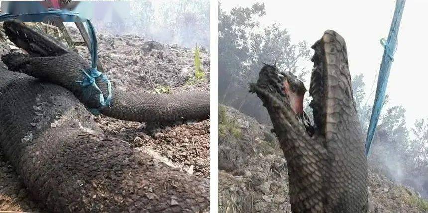 48米长的水母,15米长的蛇,3公斤的蛙…这些生物太神奇!