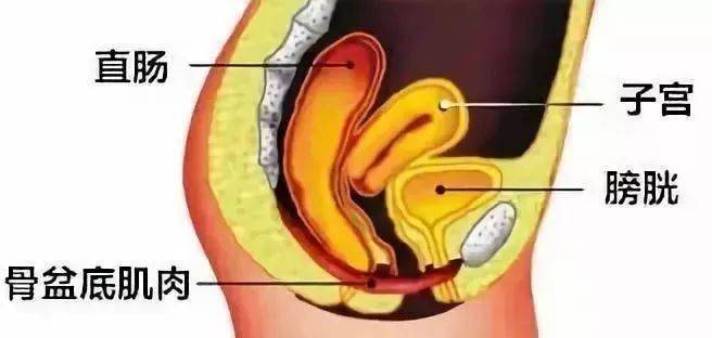膀胱在子宫哪个位置图图片