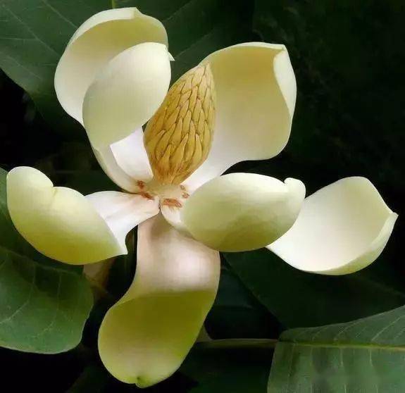 佛教四大吉花,见花见吉祥!