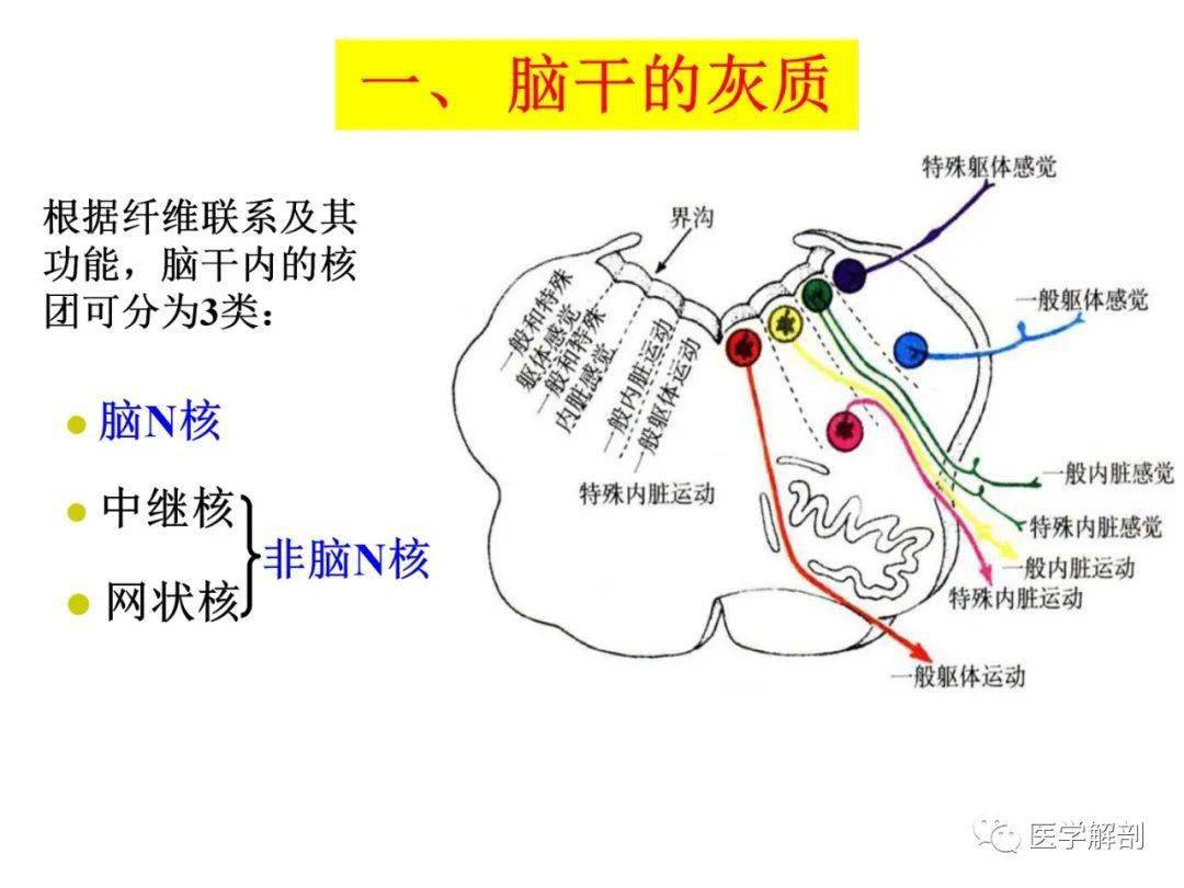 脑干内部超详细结构不要错过