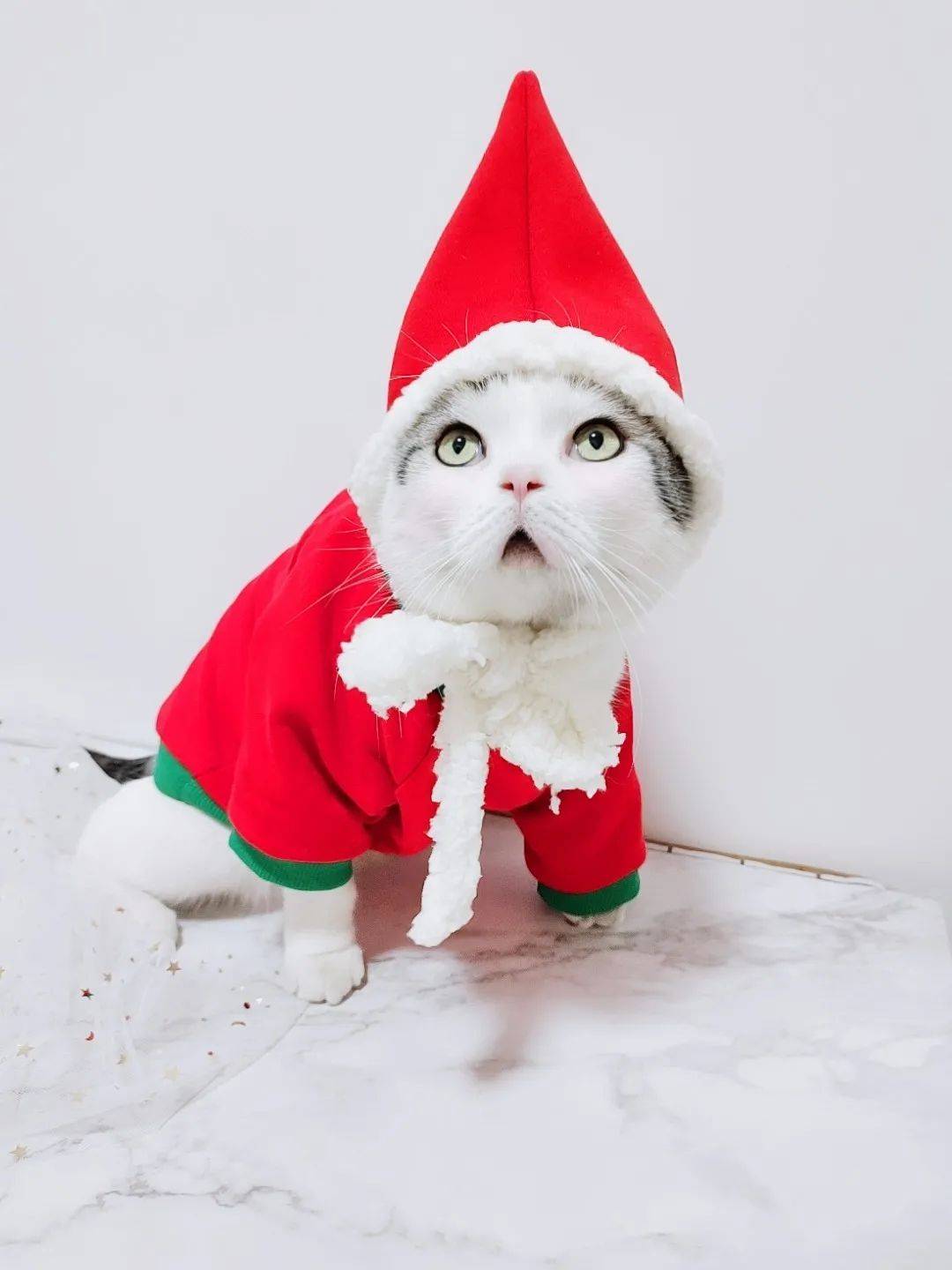 猫咪时装图鉴给最好看的猫穿上最好看的衣服是一种什么体验